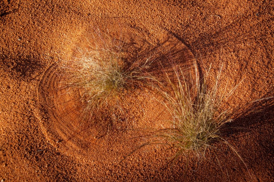The wind makes patterns in the red sands from the grasses that grow in the desert.