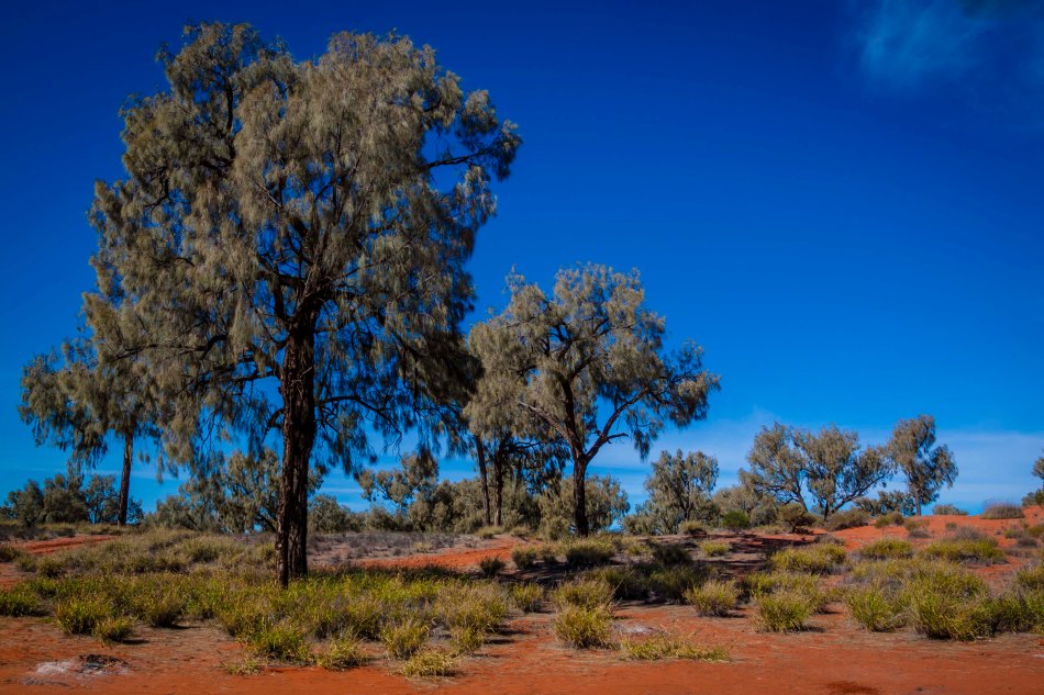 I love the colours of the desert, with a deep blue sky, red sand and the casuarina trees against the light.