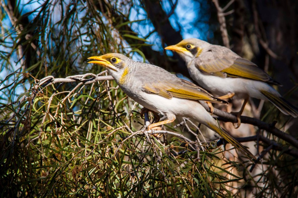 These yellow throated miners were prolific at Kings Creek Station.