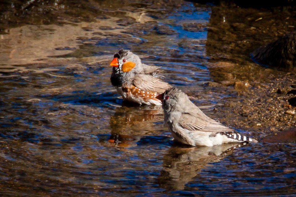 There were flocks of zebra finches and these were frolicking in the waterhole.