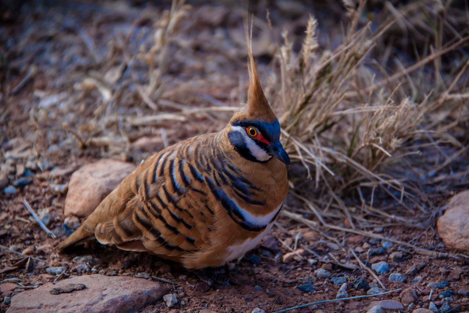 This spinifex pigeon was pecking around at the side of the track.