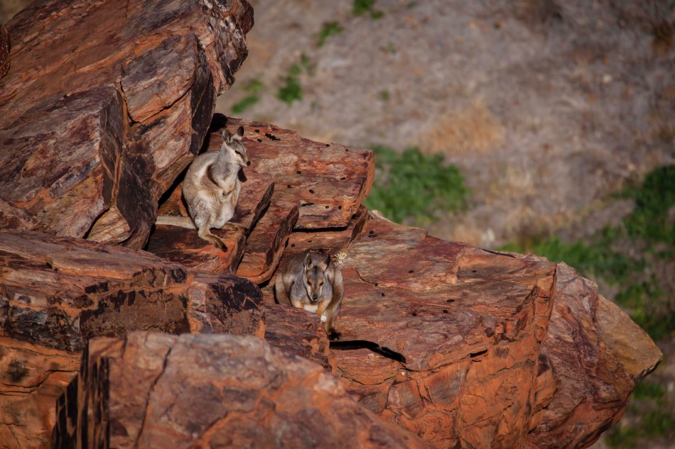 Rock wallabies sunning themselves on a rocky ledge.