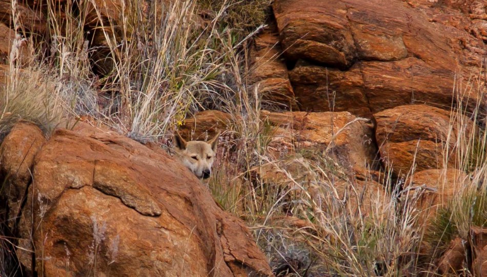 This dingo was hiding in the rocks beyond Ormiston creek that runs through the pound.