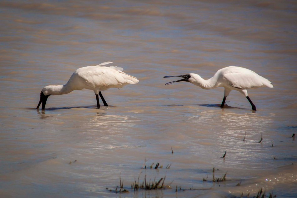 The young Spoonbill followed it's mother, calling incessantly to be fed.