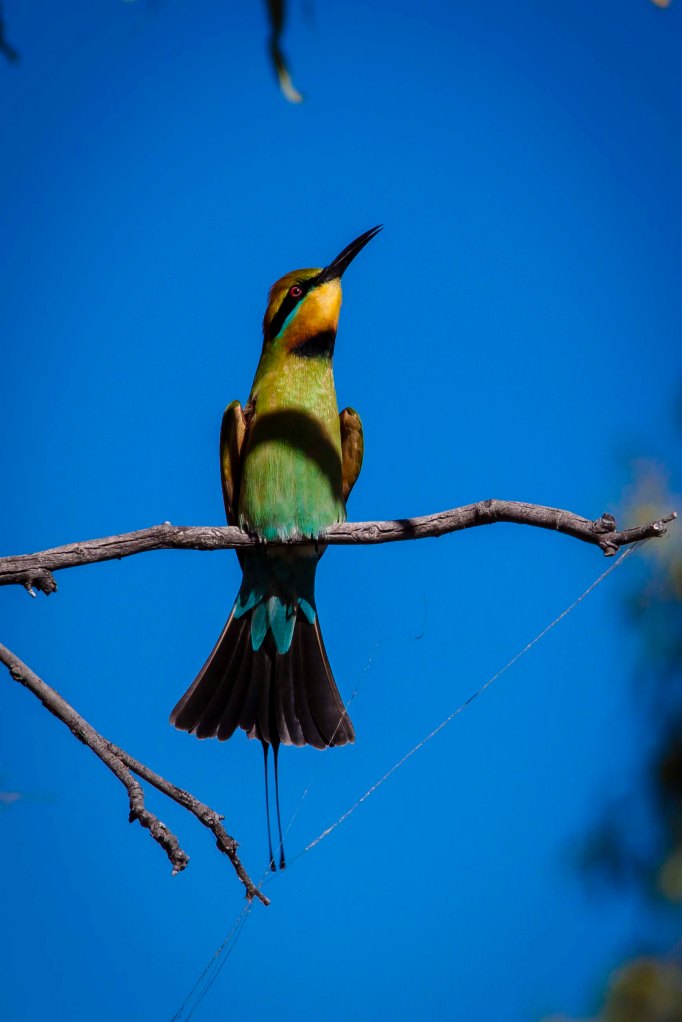 Another Rainbow Bee Eater. The long tail feather indicates an adult bird.