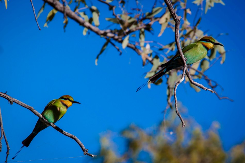 Rainbow Bee Eaters were prolific, flitting through the trees.