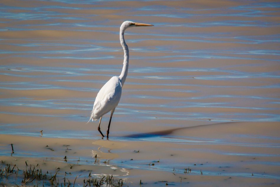 White egret fishing in the shallows.