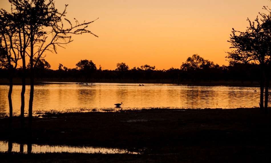 Wading ibis silhouetted by the sunset.