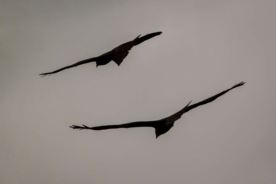 Kites over Halls Creek 