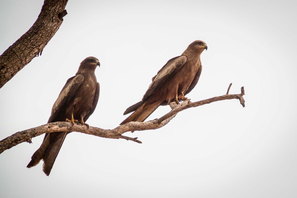 I think these are Black Kites. There were many of them circling above the street in Halls Creek.