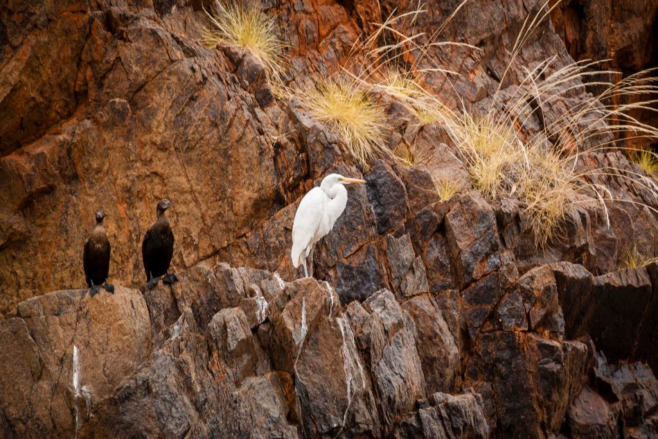 This egret and cormorants were at Sawpit Gorge, which was another popular free camping spot down Duncan Road.