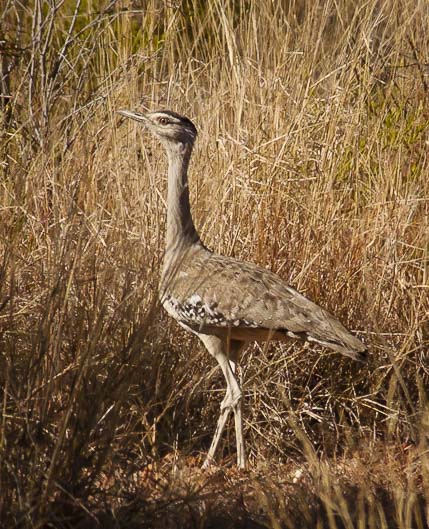 Bustard, which is quite a big bird. Bigger than I had imagined.