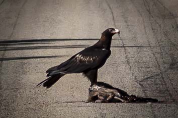 Wedgetail Eagle perched on roadkill. (From a long way away!)