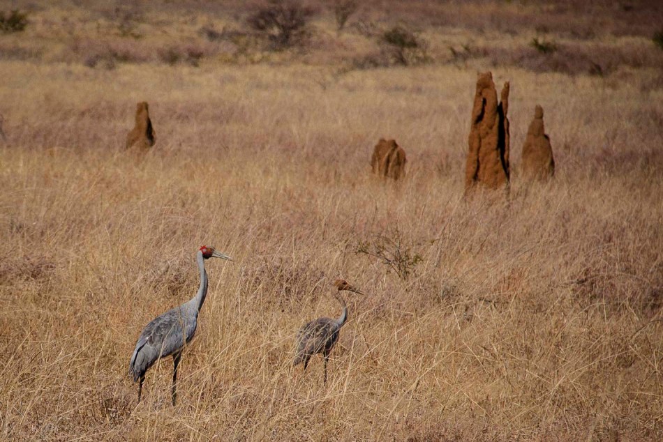 Brolgas in front of termite mounds. The young one doesn't have the red on it's head.