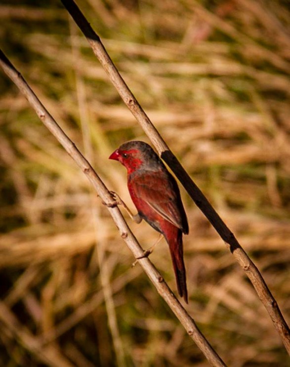 Male Crimson Finch, only found in the most northerly parts of Australia.