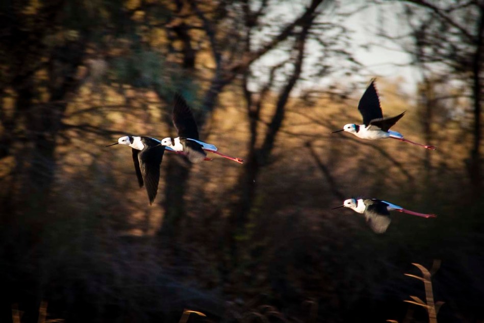 Black-winged Stilts in flight over the waterhole.