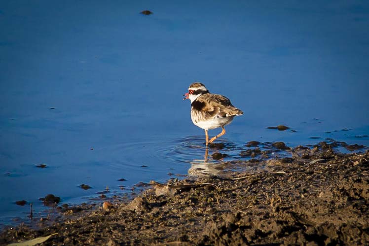 This little Black Fronted Plover was feeding in the shallows.