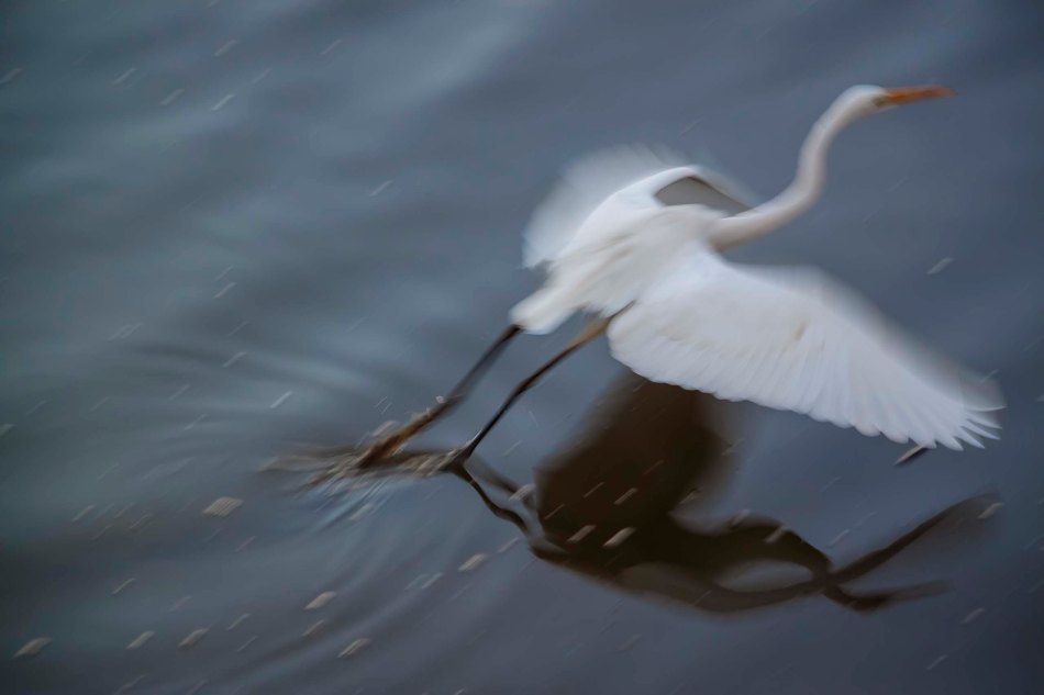 Egret taking flight on the Mary River.