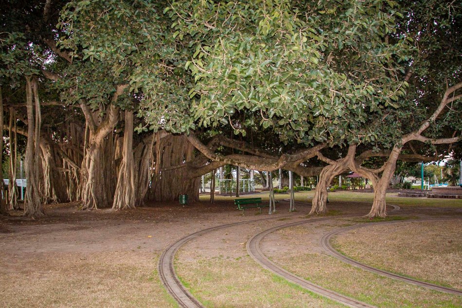 The miniature railway line runs between the hanging roots of the ancient Banyan  tree in Queens Park.